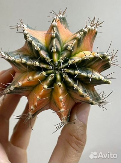 Большой Кактус Gymnocalycium variegate