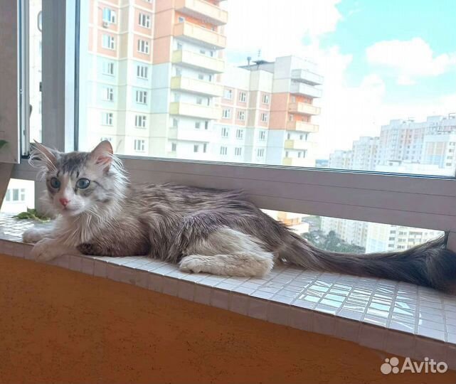 Котик Голубые глазки