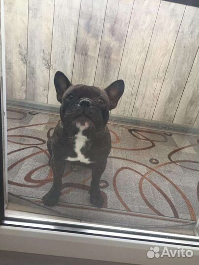 Французский бульдог