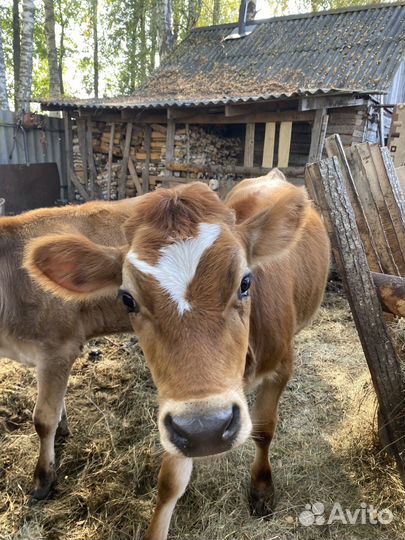 Телочка джерси +айширская