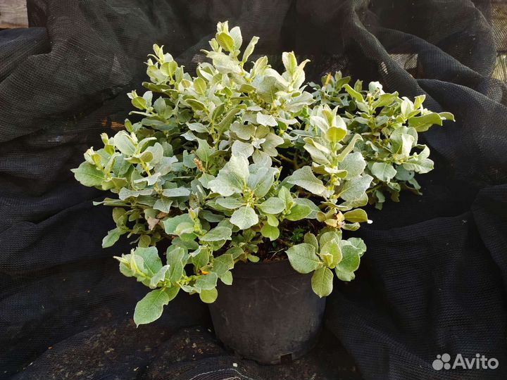 Ива мохнатая шерстистая