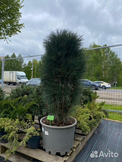 Сосна Грин тауэр