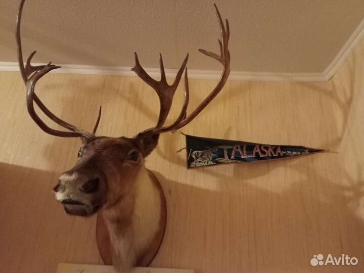 Чучело головы с рогами Камчатского оленя