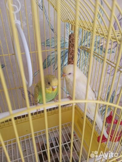 Передержка домашних животных