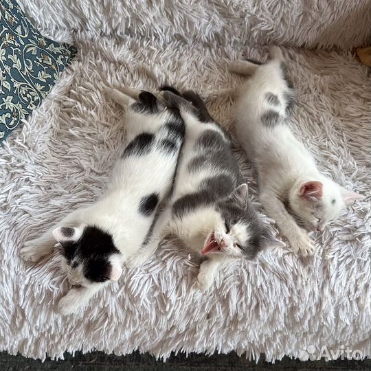 Домашние котята - мальчики 2 месяца