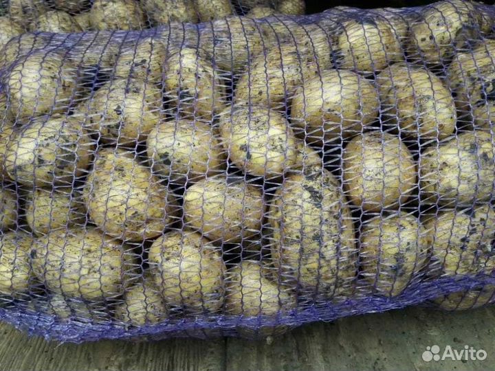 Продам картофель, свежий урожай