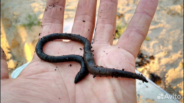 Червь для рыбалки