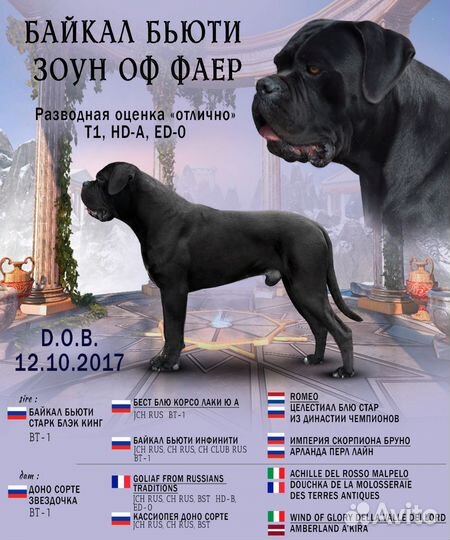 Малыши- девицы