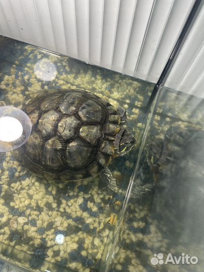 Черепаха водная