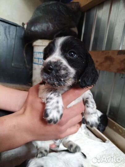 Русский охотничий спаниель щенки