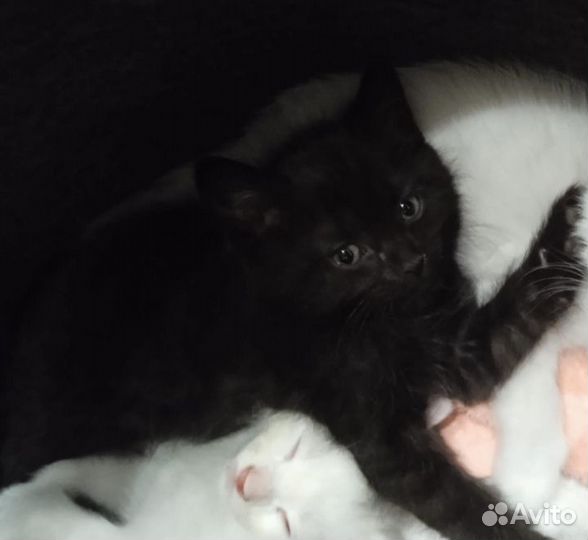 Котята
