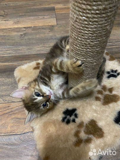 Кошка в дар