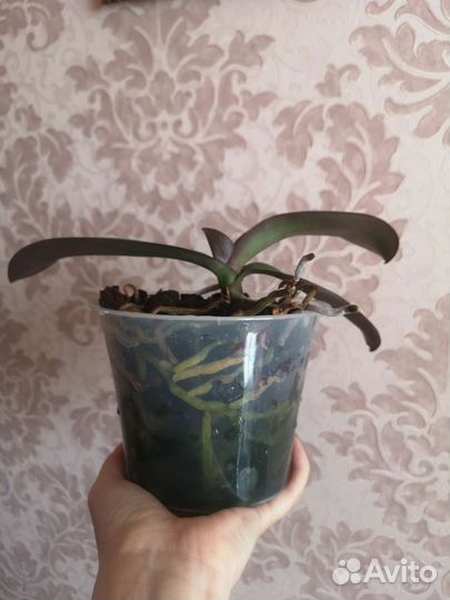 Фаленопсис бабочка