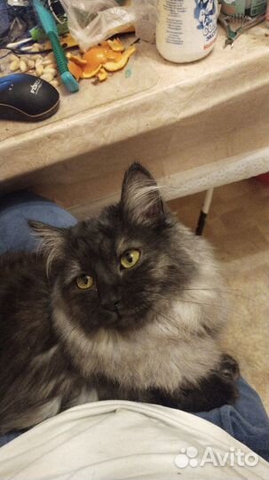 Отдам бесплатно кошку