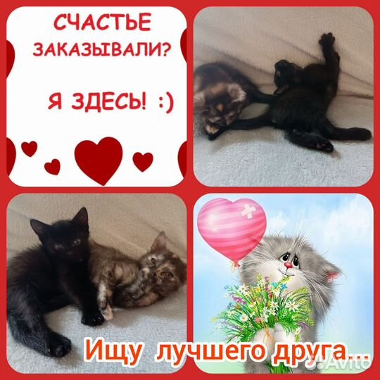 Отдам котят в добрые и заботливые руки