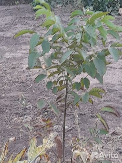 Грецкий орех саженцы