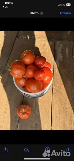 Помидоры свежие