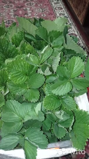 Кустики клубники