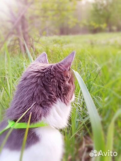 Кошка-мышеловка в добрые руки