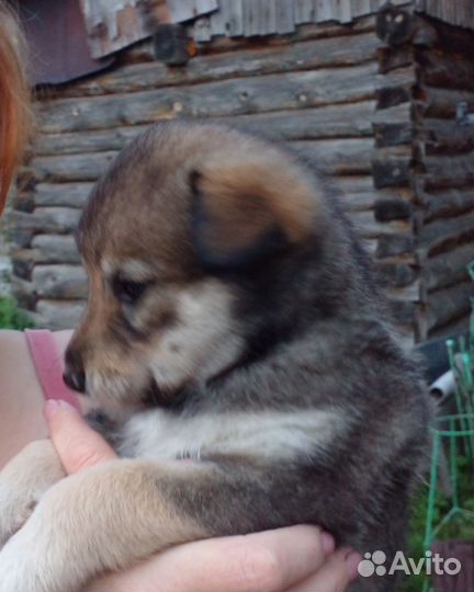 Отдам в добрые руки