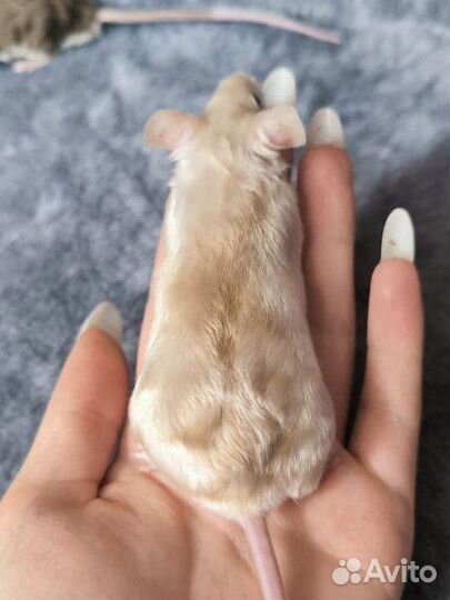 Декоративные сатиновые мыши