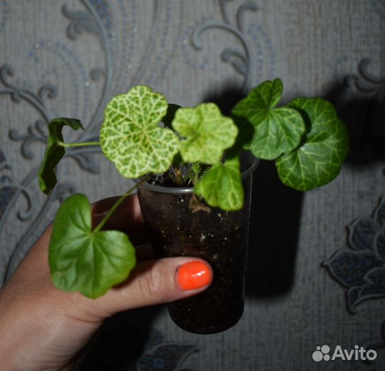 Комнатные растения