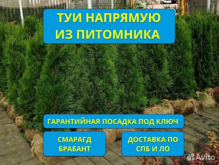 Туи Смарагд и Брабант напрямую без посредников