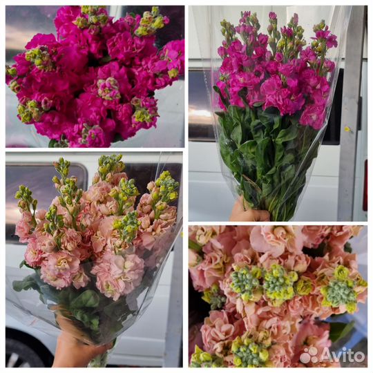 Маттиола, каллы - оптом и в розницу