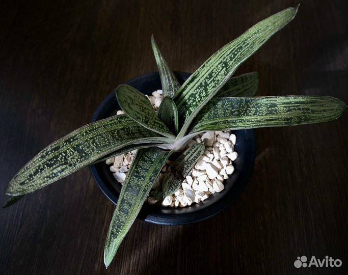 Гастерия Литл варти, суккулент