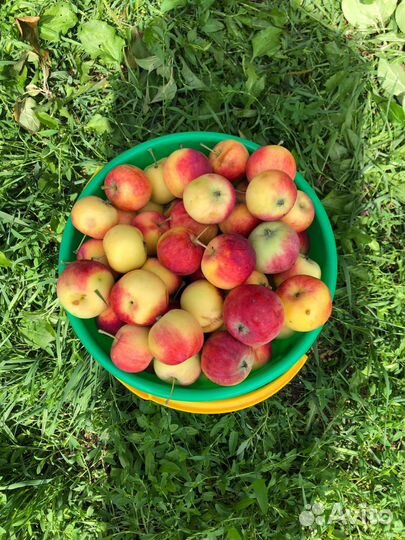 Яблочки садовые