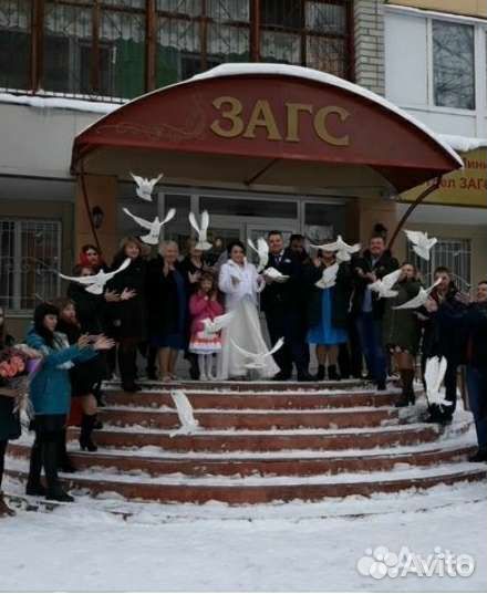 Выпуск голубей