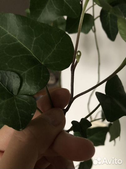 Плющ Хедера