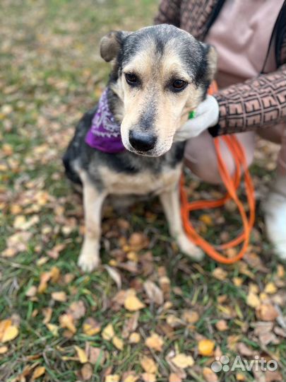 Собака в добрые руки отдам бесплатно