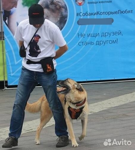 Инструктор по дрессировке собак, кинолог