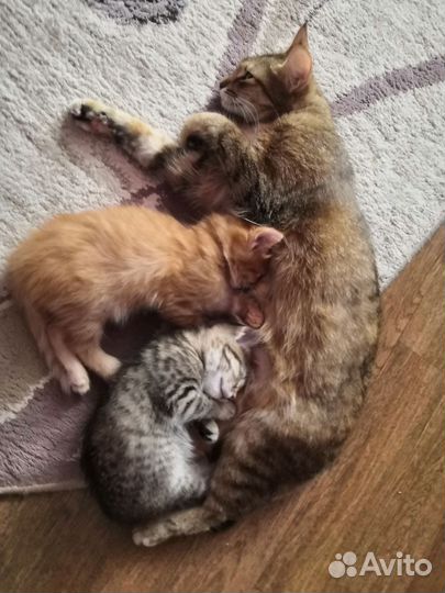 Котенок (девочка)смесь Абиссинской и Персидского