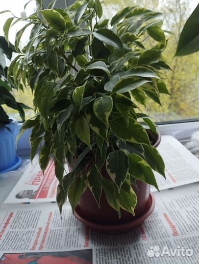 Фикус Бафт
