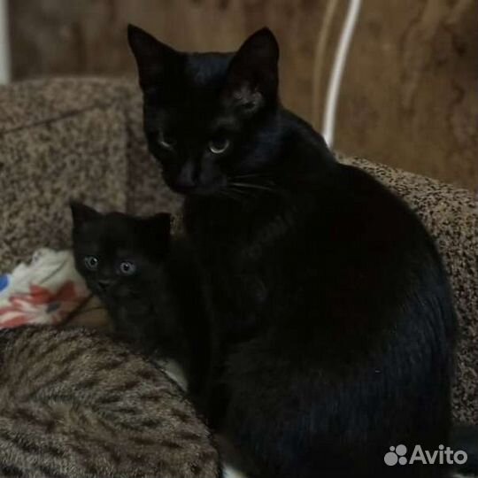 Котёнок котята бесплатно