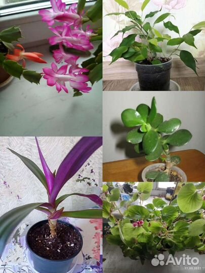 Комнатные растения обмен