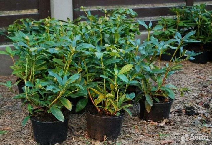 Рододендрон