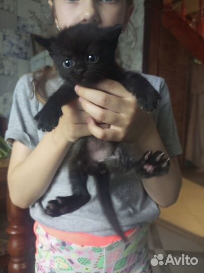 Котята в добрые руки бесплатно