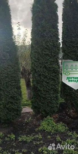 Туя Колумна