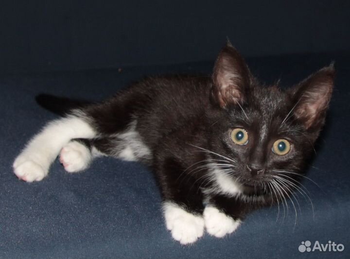 Котенок, девочка, бесплатно