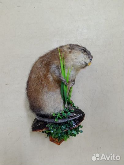 Чучело ондатры