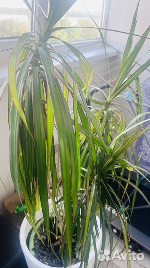 Пальма драцена