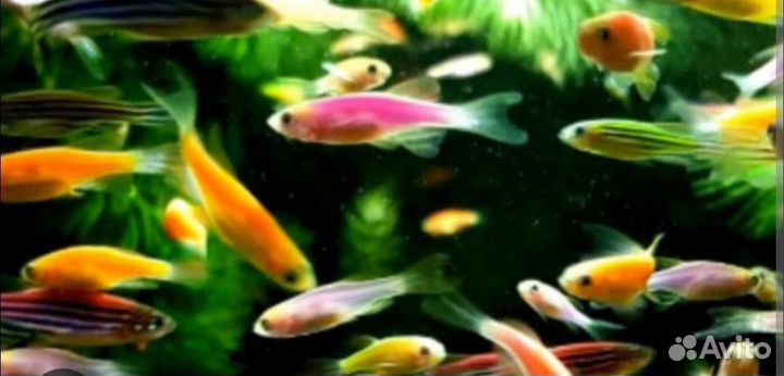 Рыбки оптом