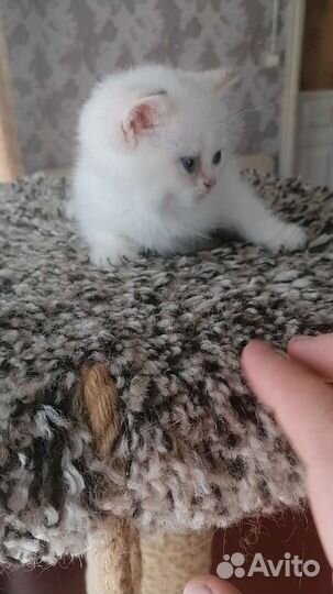 Золотая шиншилла Пойнт девочка