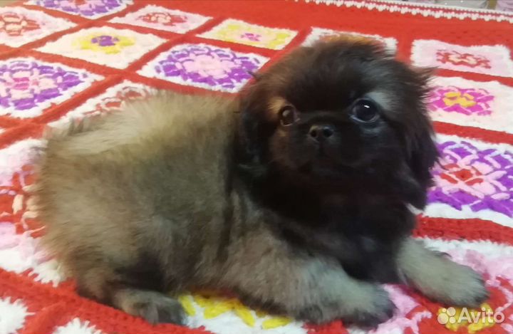 Щенки пекинеса