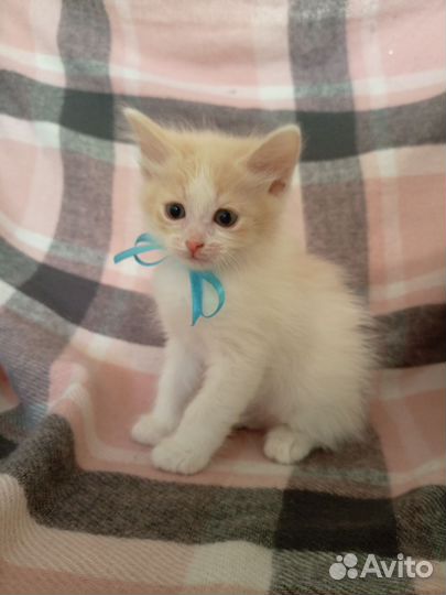 Котята ищут дом