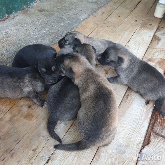 Отдам бесплатно щенков