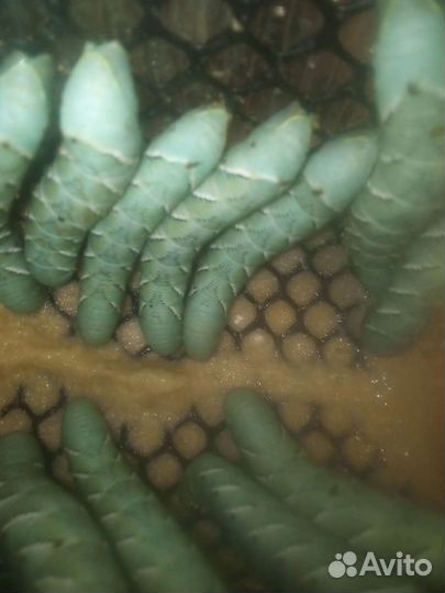 Гусеница бражника